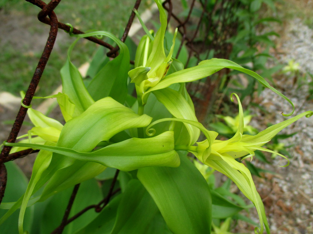 Image of Gloriosa superba specimen.