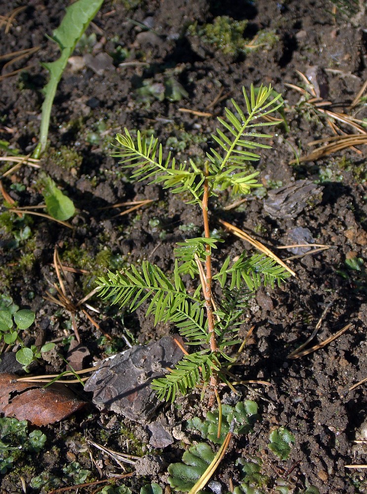 Изображение особи Taxodium distichum.