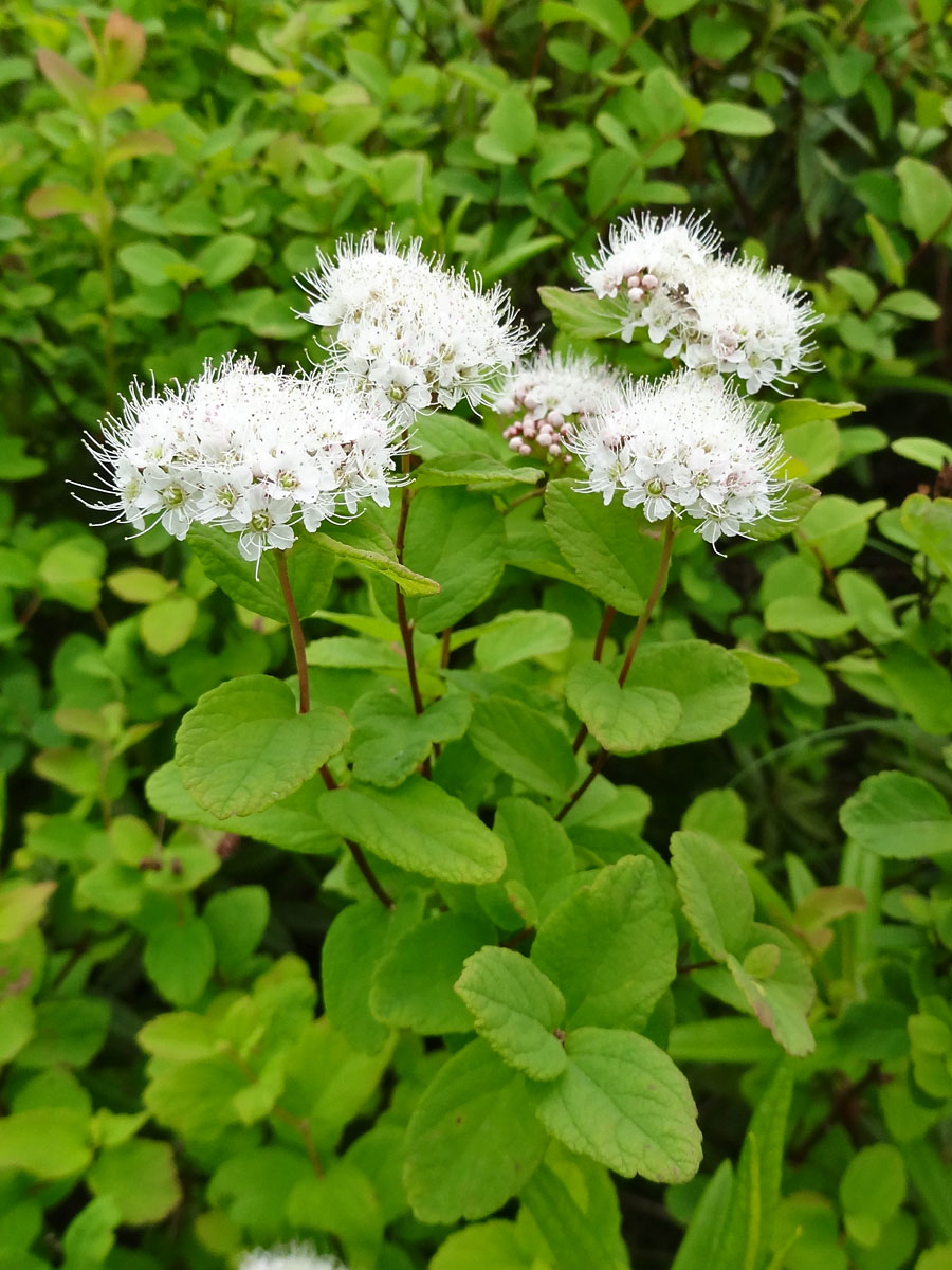 Изображение особи Spiraea beauverdiana.