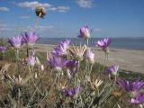 Xeranthemum annuum