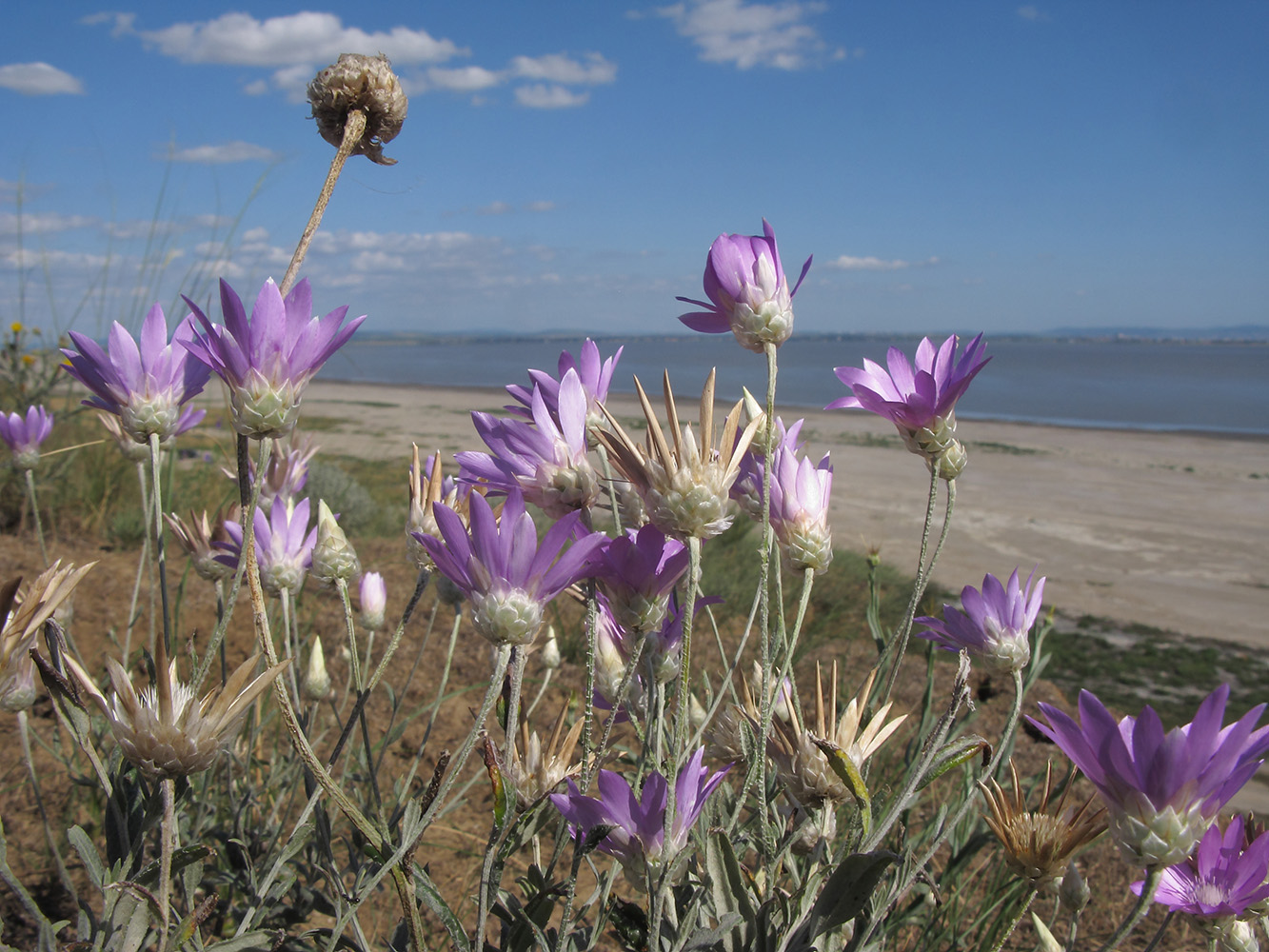 Изображение особи Xeranthemum annuum.