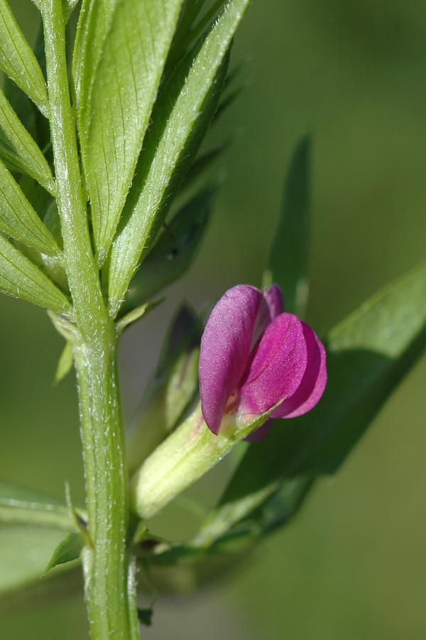 Image of Vicia angustifolia specimen.