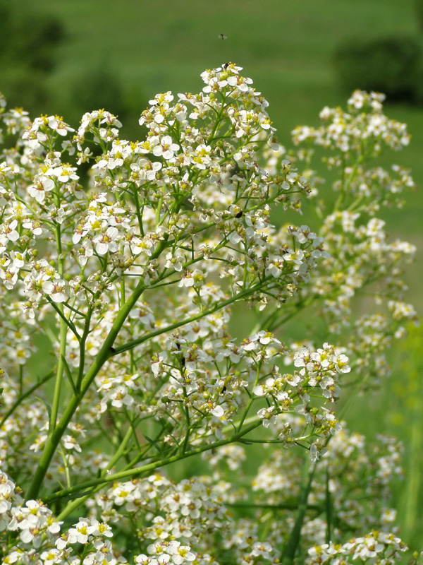 Изображение особи Crambe tataria.