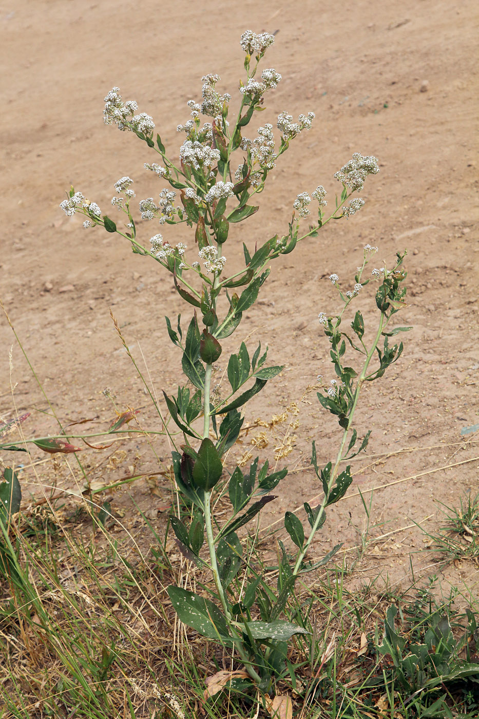 Изображение особи Lepidium latifolium.