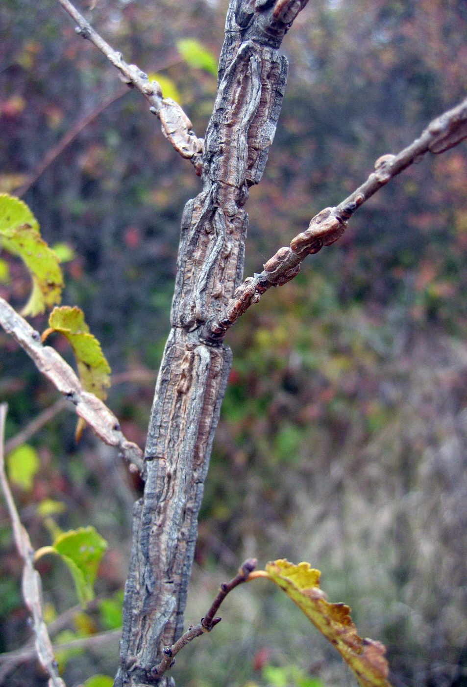 Image of Ulmus minor specimen.