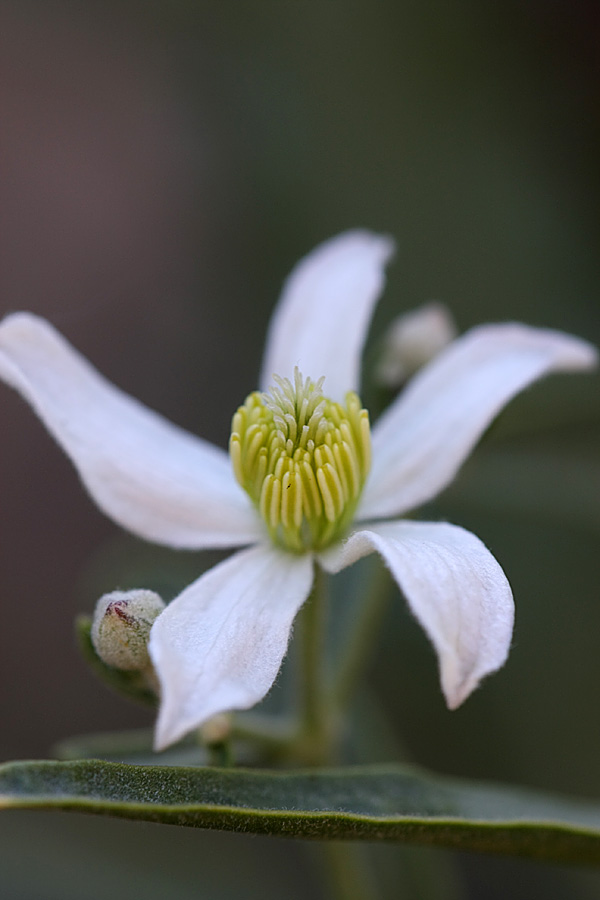 Image of Clematis songorica specimen.