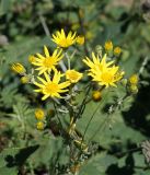 Senecio jacobaea