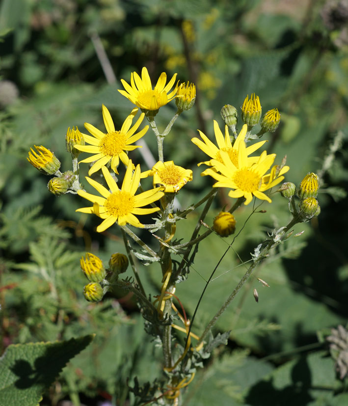 Image of Senecio jacobaea specimen.