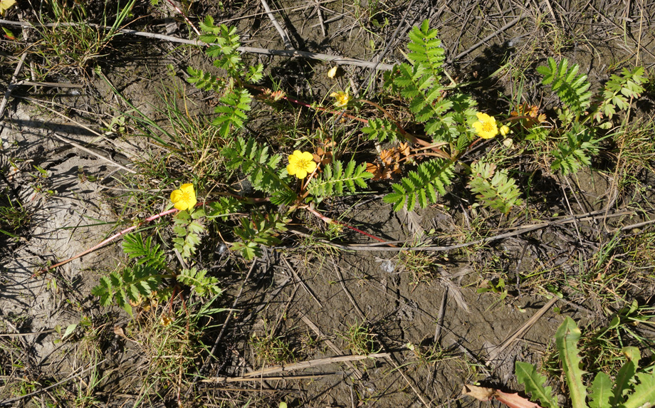 Изображение особи Potentilla anserina.