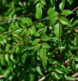 Podranea ricasoliana