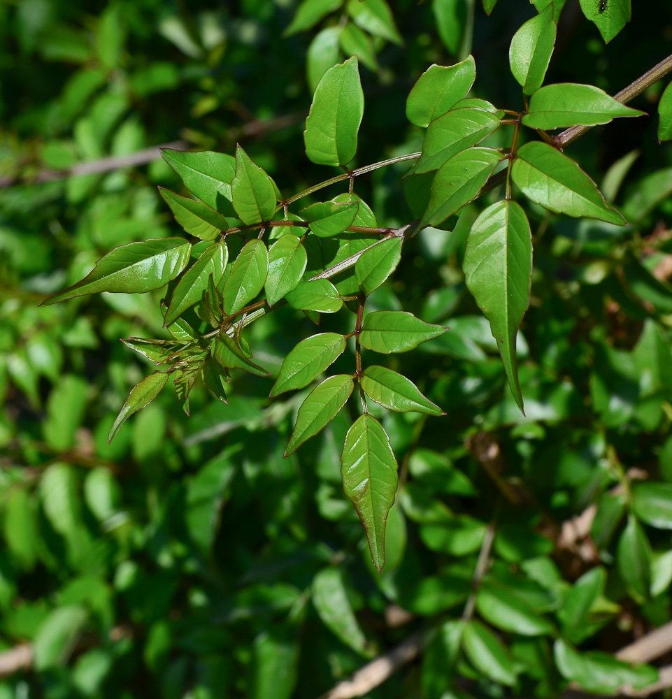 Image of Podranea ricasoliana specimen.