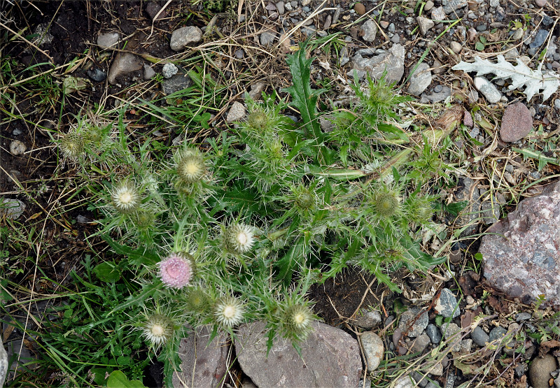 Изображение особи Cirsium echinus.