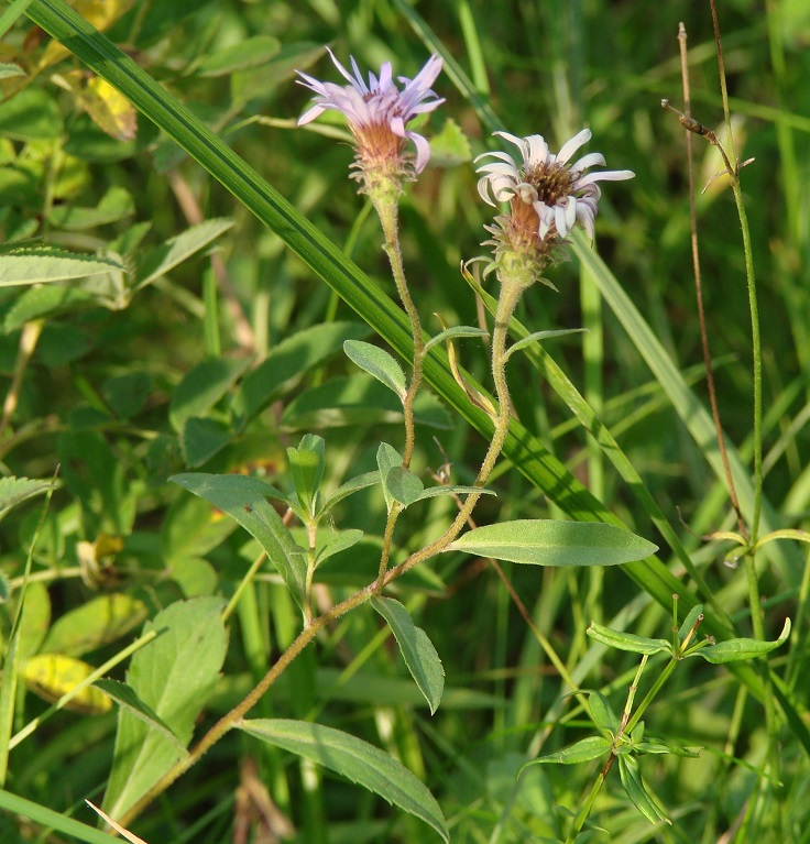 Изображение особи Aster sibiricus.