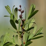 Myrica gale. Верхушка ветви с женскими соцветиями. Ленинградская обл., побережье в р-не пос. Большая Ижора. 31.05.2009.