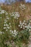 Oedibasis chaerophylloides