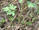 Corydalis bracteata