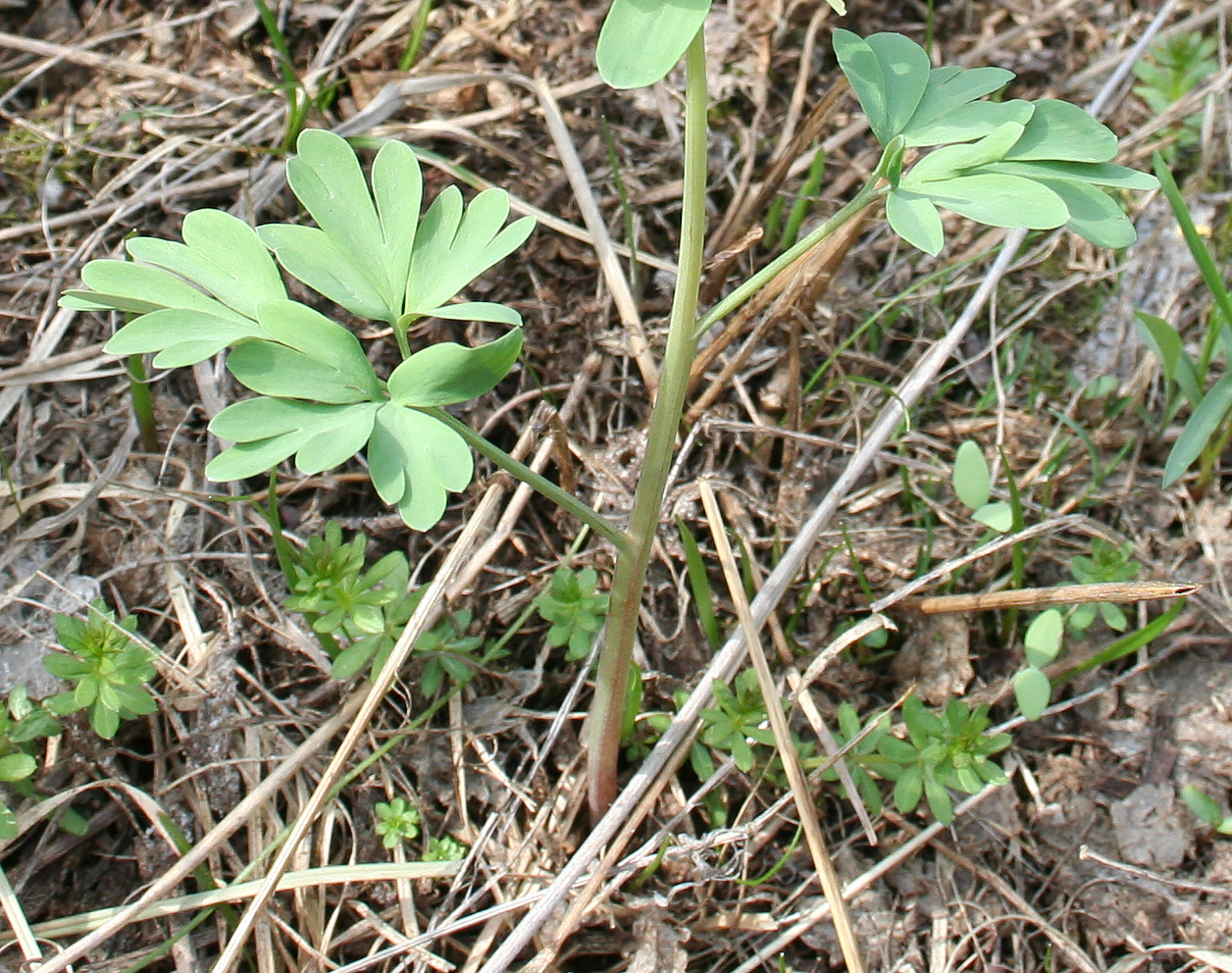 Изображение особи Corydalis bracteata.