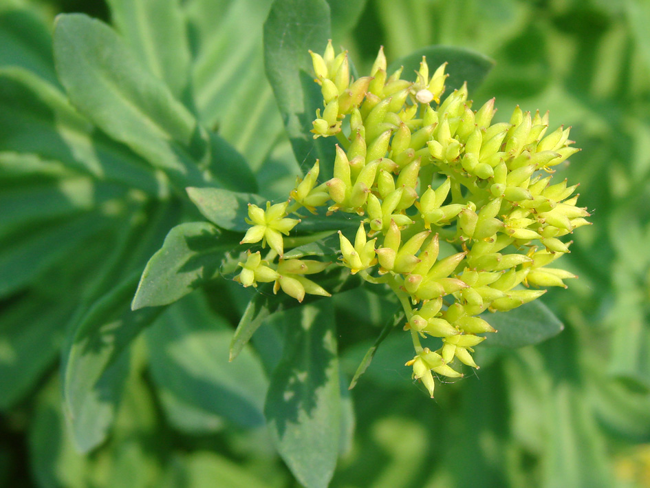 Image of Rhodiola rosea specimen.