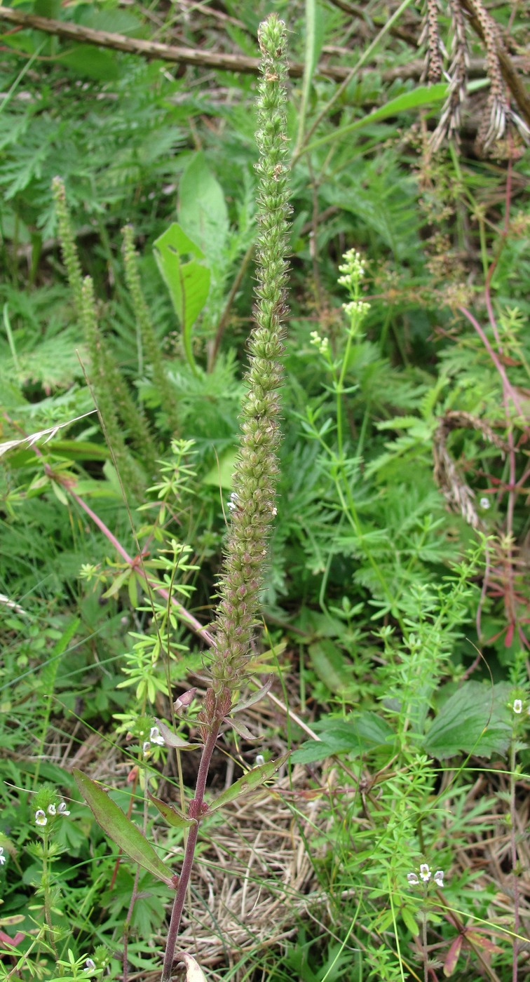 Изображение особи Veronica spicata.