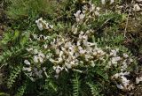 Astragalus megalanthus