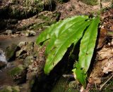 Phyllitis scolopendrium