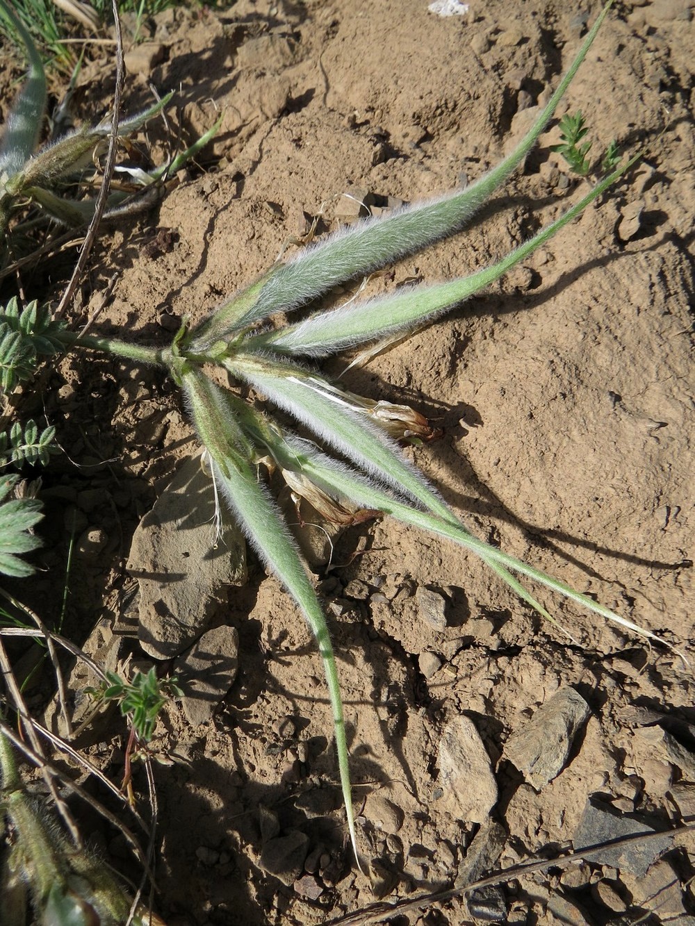Image of Astragalus xipholobus specimen.