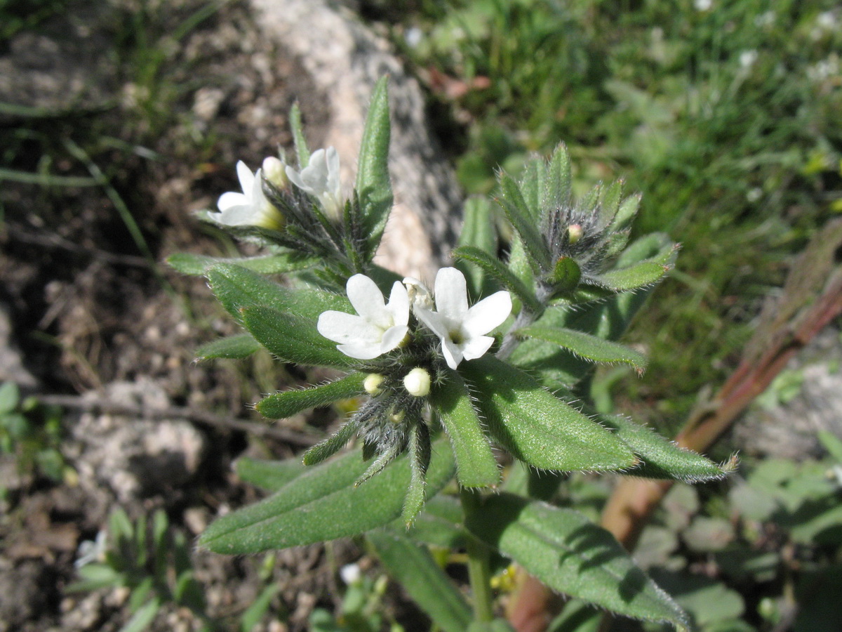 Image of Buglossoides arvensis specimen.