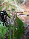 Pyrola incarnata