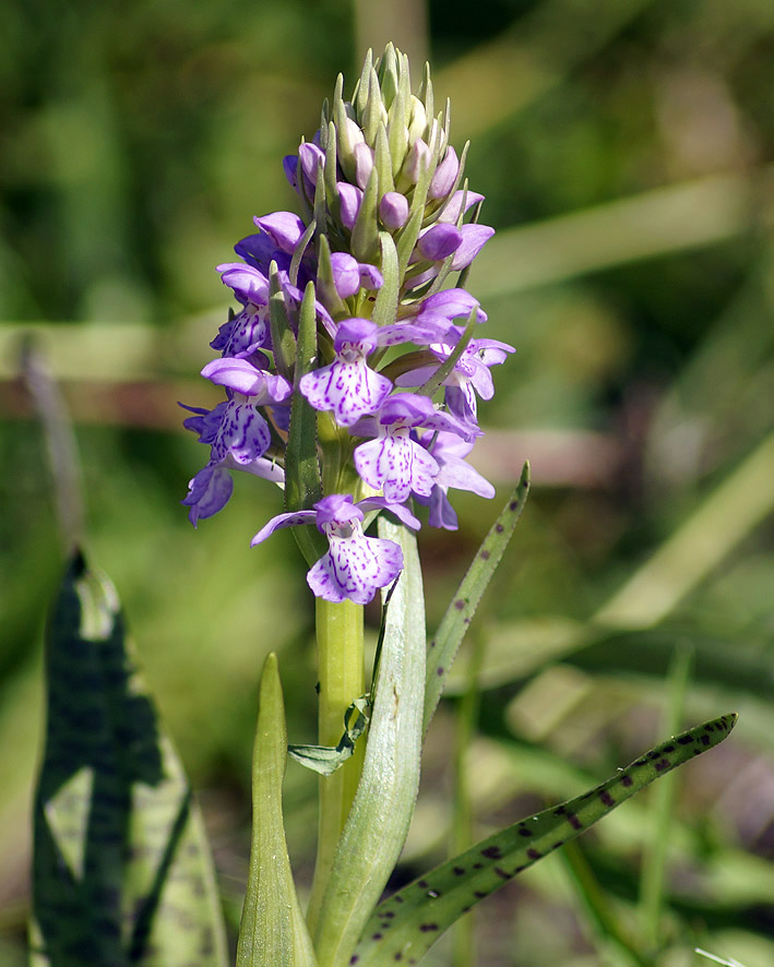 Изображение особи Dactylorhiza baltica.