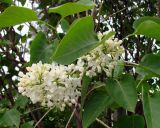 Syringa vulgaris