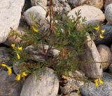 Corydalis impatiens. Цветущее и плодоносящее растение. Иркутская обл., Ольхонский р-н, берег оз. Байкал, микрорезерват Мыс Уюга\", галечниковая коса. 29.06.2014.