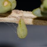 Traganum moquinii