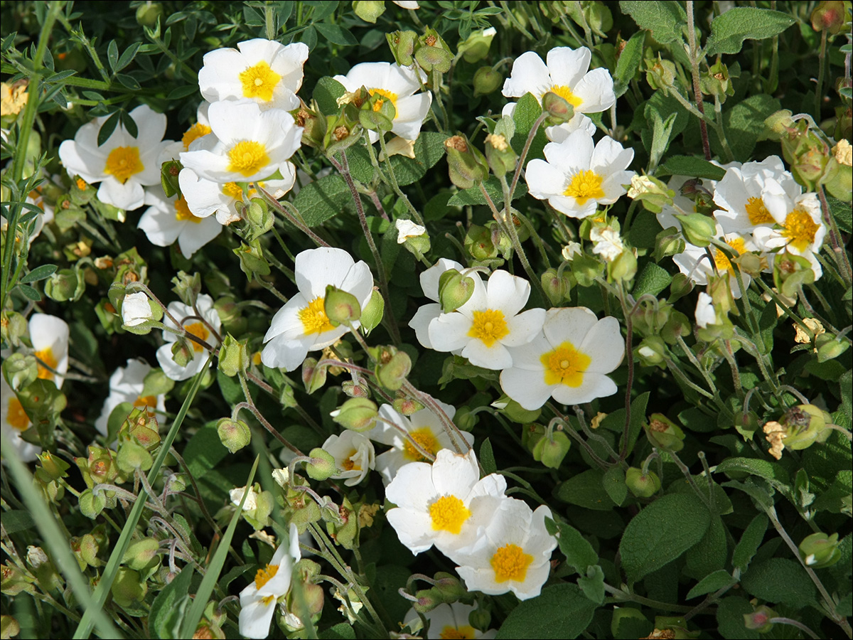 Image of Cistus salviifolius specimen.