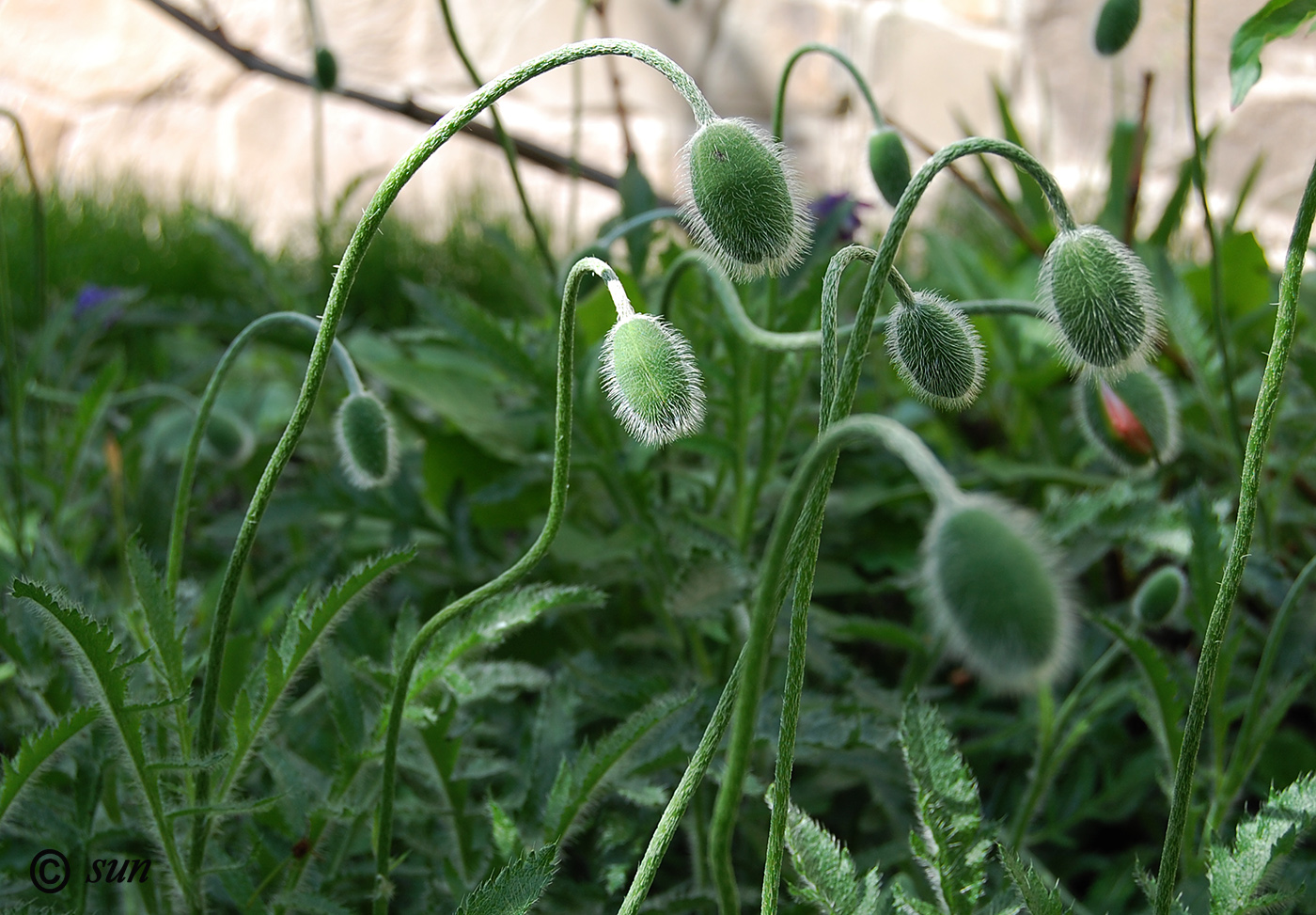Image of Papaver orientale specimen.
