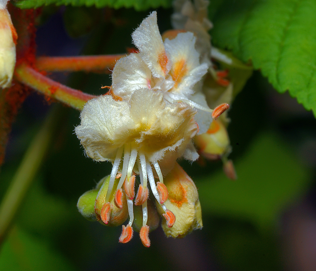 Изображение особи Aesculus hippocastanum.