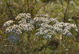 род Achillea