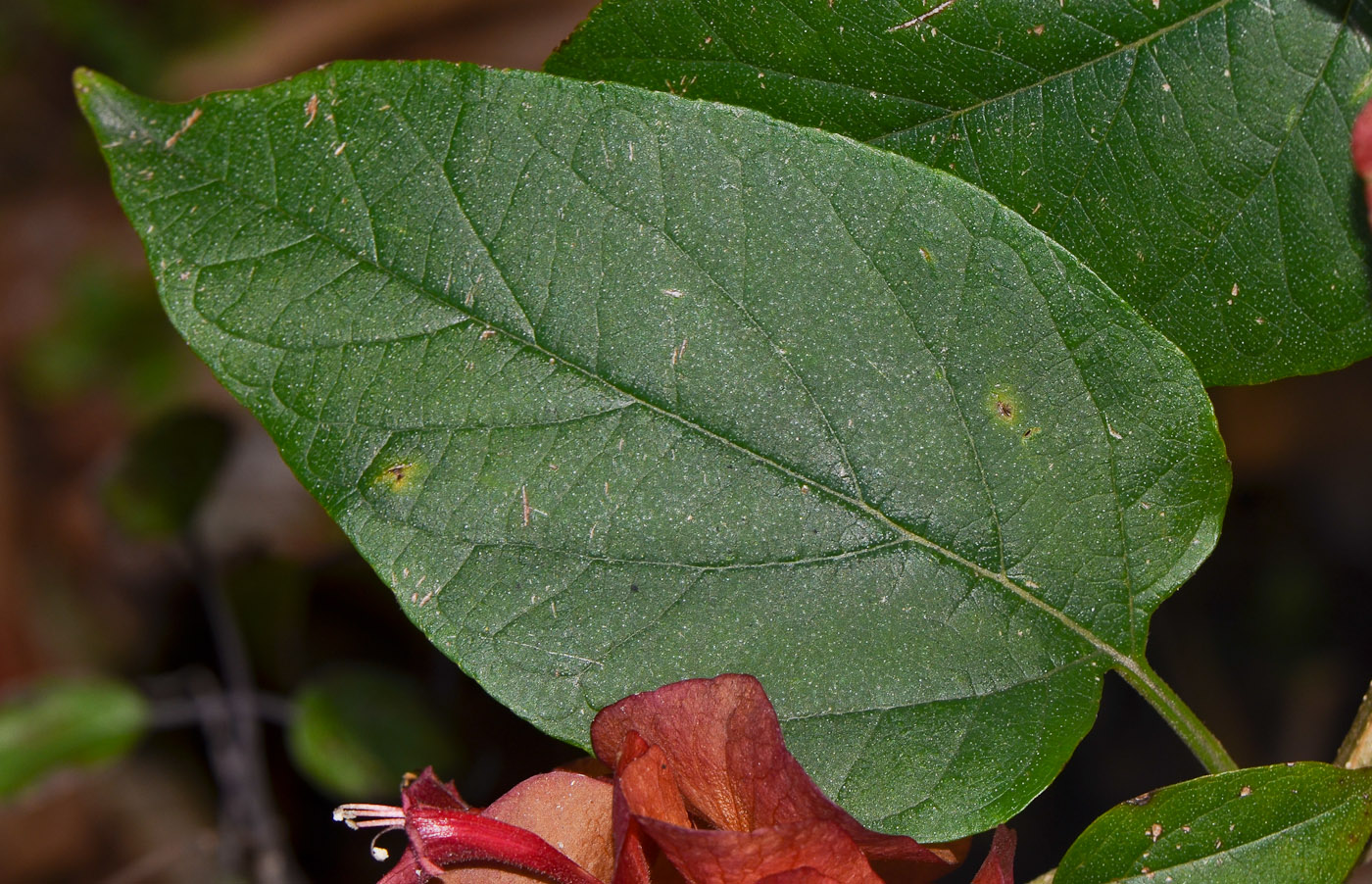 Изображение особи Holmskioldia sanguinea.