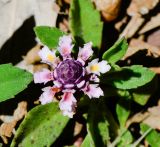 Lippia nodiflora