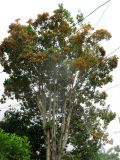 Pittosporum rhombifolium