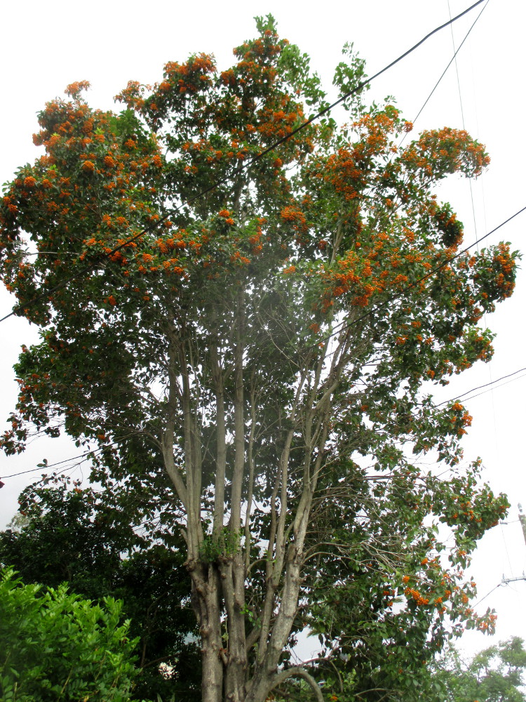 Image of Pittosporum rhombifolium specimen.