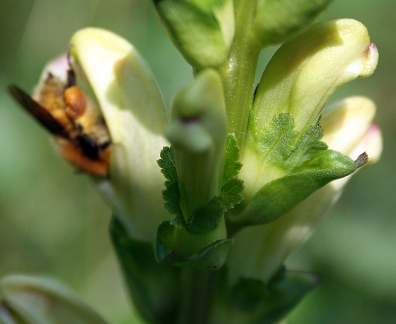 Изображение особи Pedicularis sceptrum-carolinum.