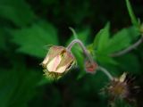 Geum rivale