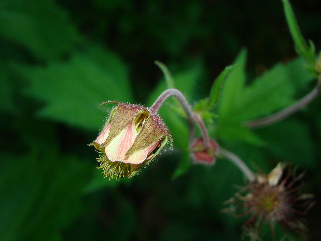 Image of Geum rivale specimen.