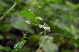 Circaea lutetiana