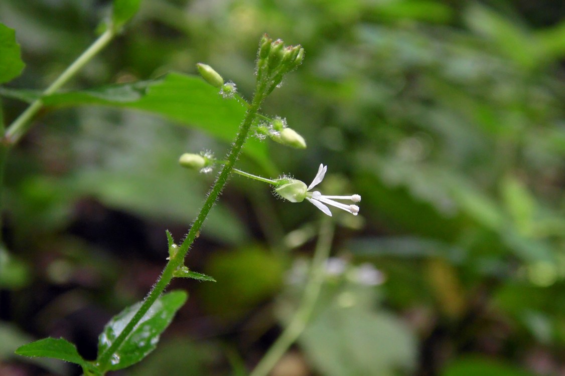 Изображение особи Circaea lutetiana.