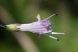 Origanum vulgare