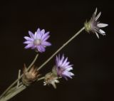 Xeranthemum annuum