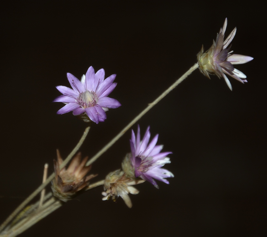 Изображение особи Xeranthemum annuum.