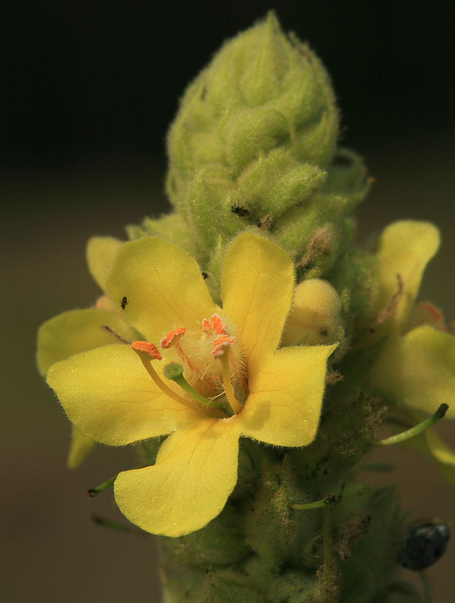 Изображение особи Verbascum thapsus.