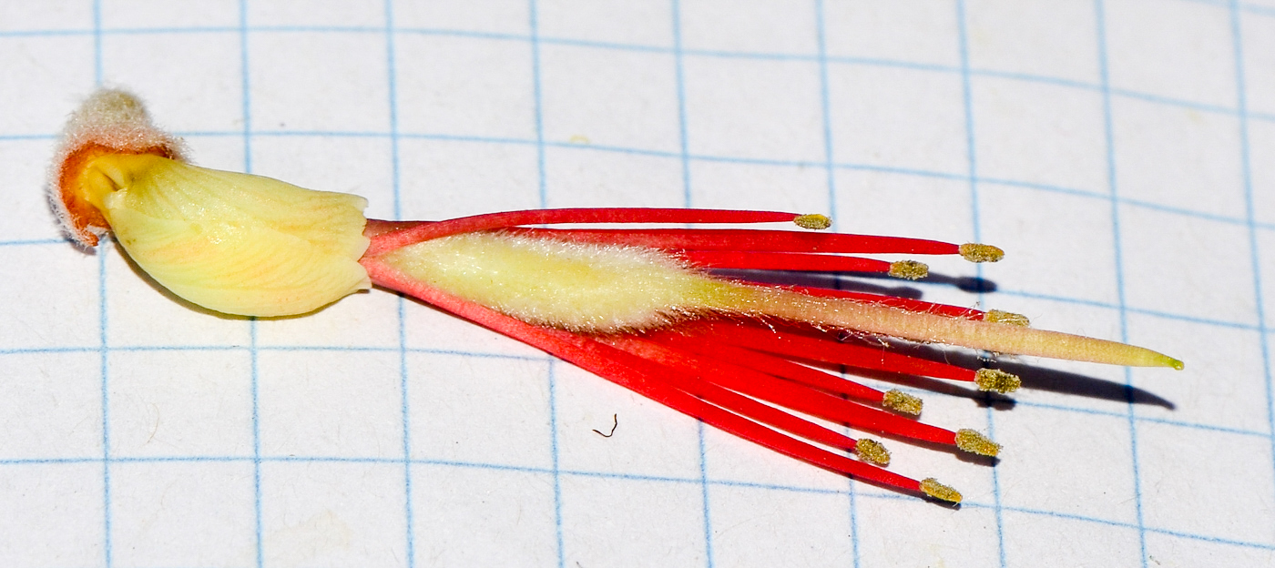 Image of Erythrina abyssinica specimen.